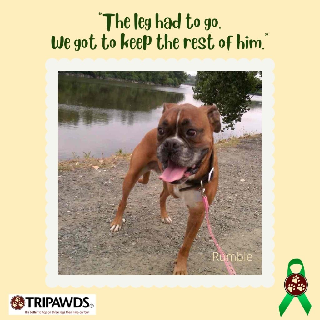 funny things people say about Tripawd pets