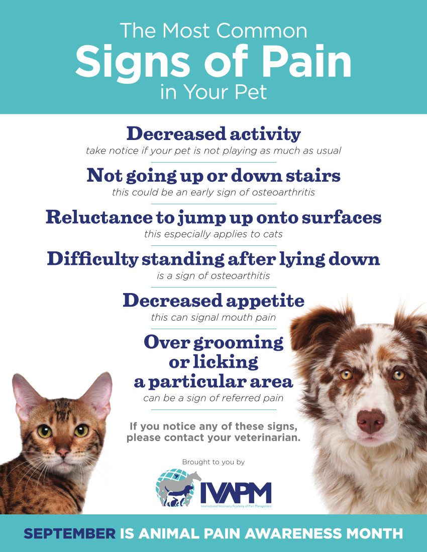 Tripawd Pain Signs