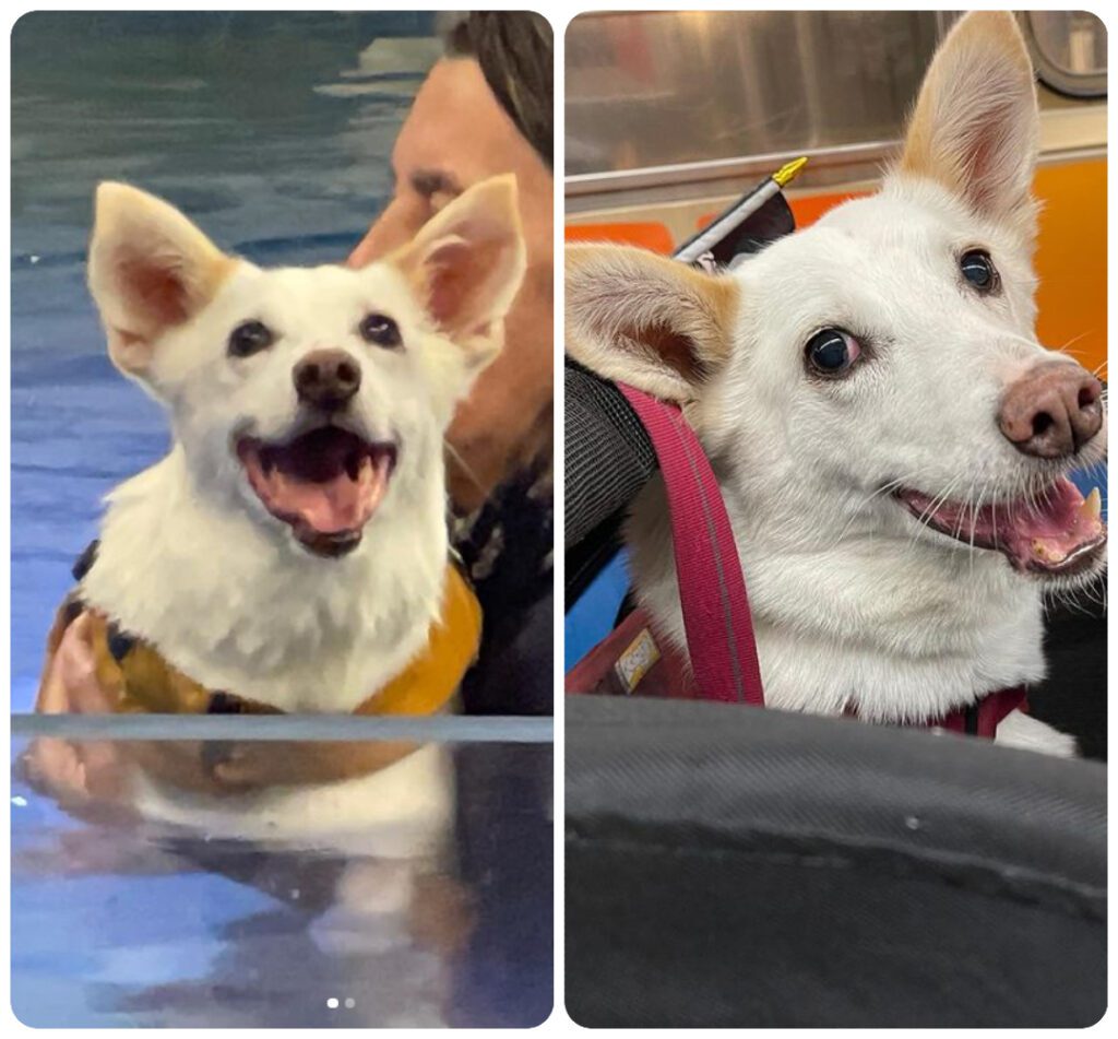 Tripawd Hydrotherapy Hero Nora