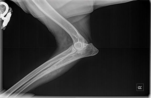 dog bone cancer fracture