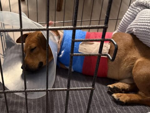Tripawd Lincoln rests during amputation recovery