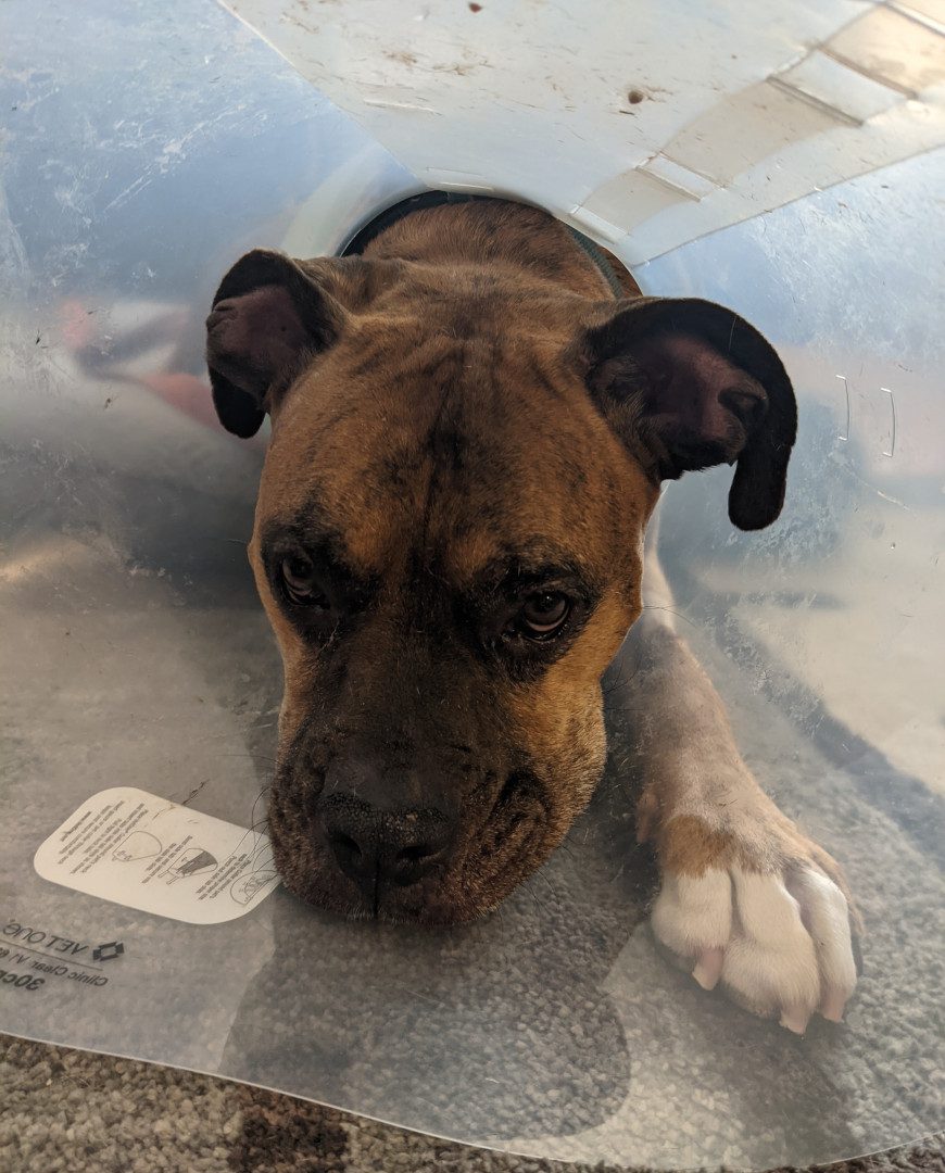 pets home same day of amputation surgery