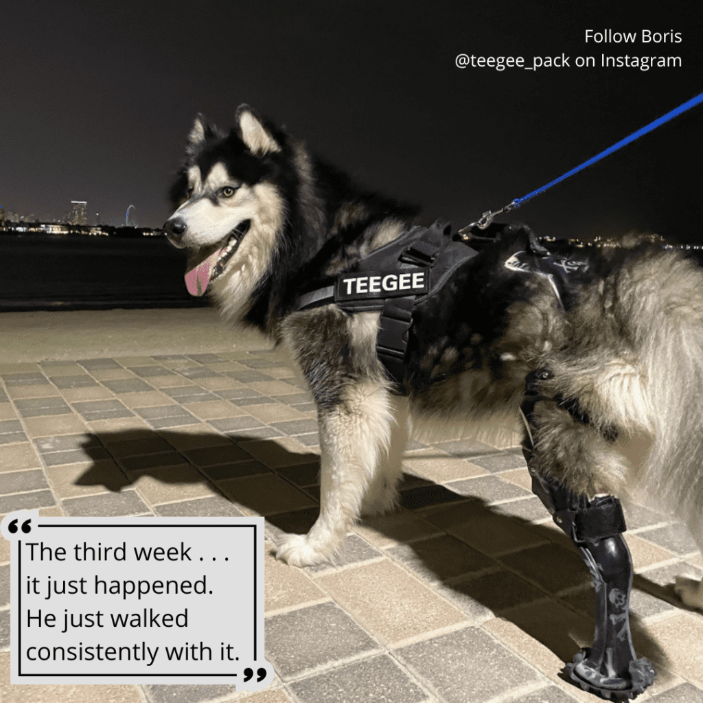 how Tripawd dog prosthetic legs work