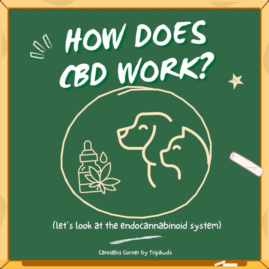 drawing of how does cbd work in dogs and cats
