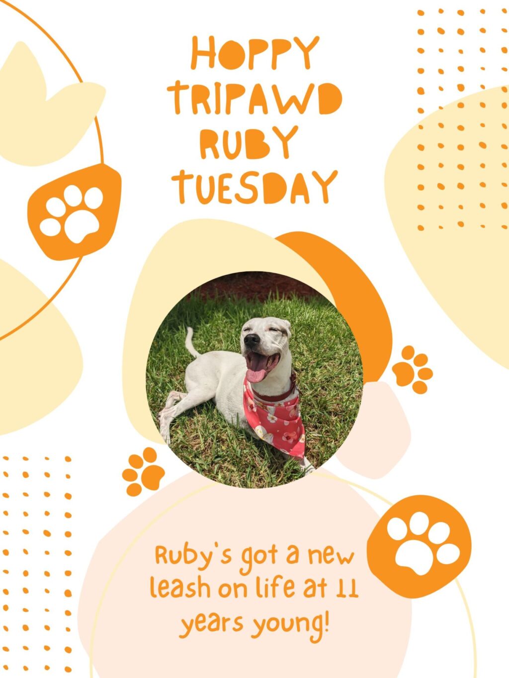 Tripawd Tuesday Ruby Senior Amputee Dog