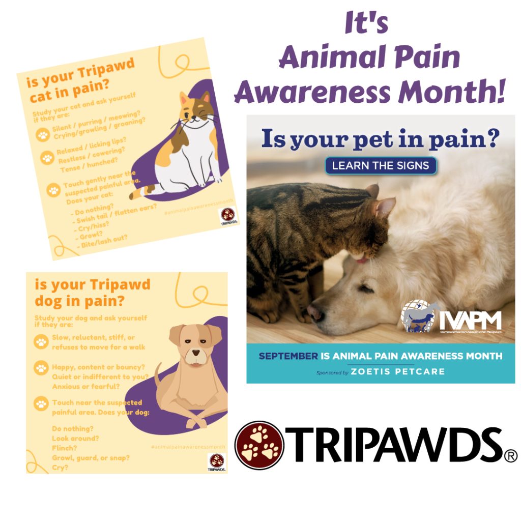 amputee cat and dogs in pain signs