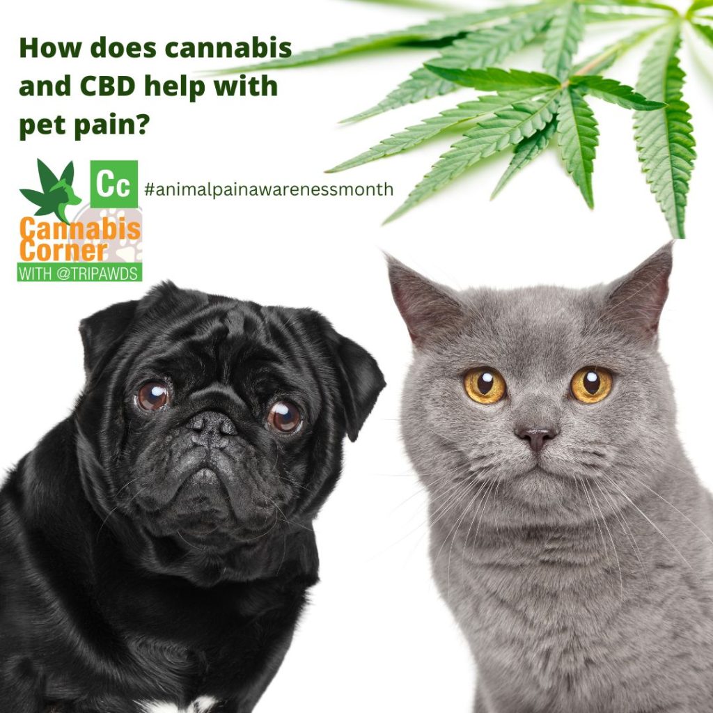 does cannabis and CBD for pet pain work?