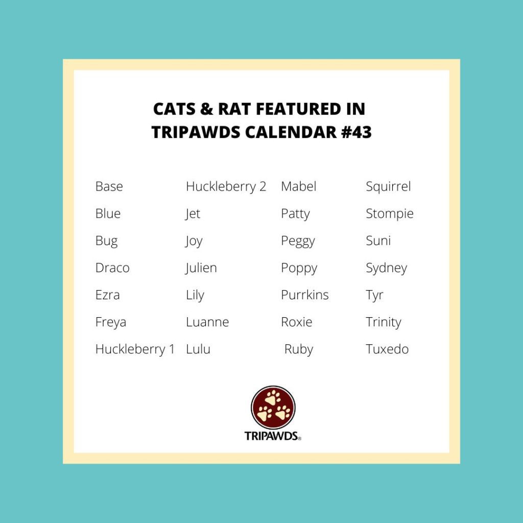 2023 Tripawd Calendar Cat Names