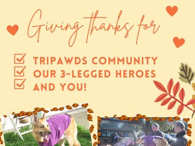 With thanks to Tripawds Family on Thanksgiving Day 2022