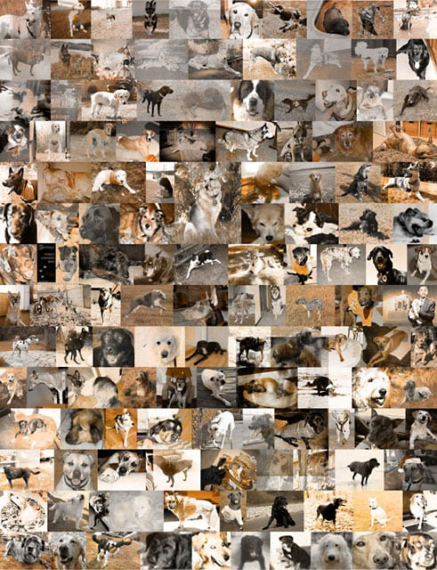 Collage of Tripawds family from 2008