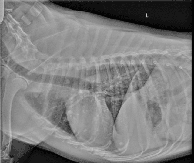 Example of lung metastasis in dogs 