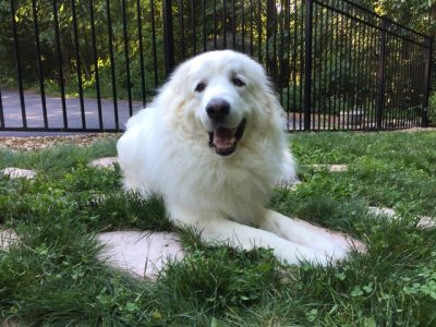 Sheldon the Great Tripawd