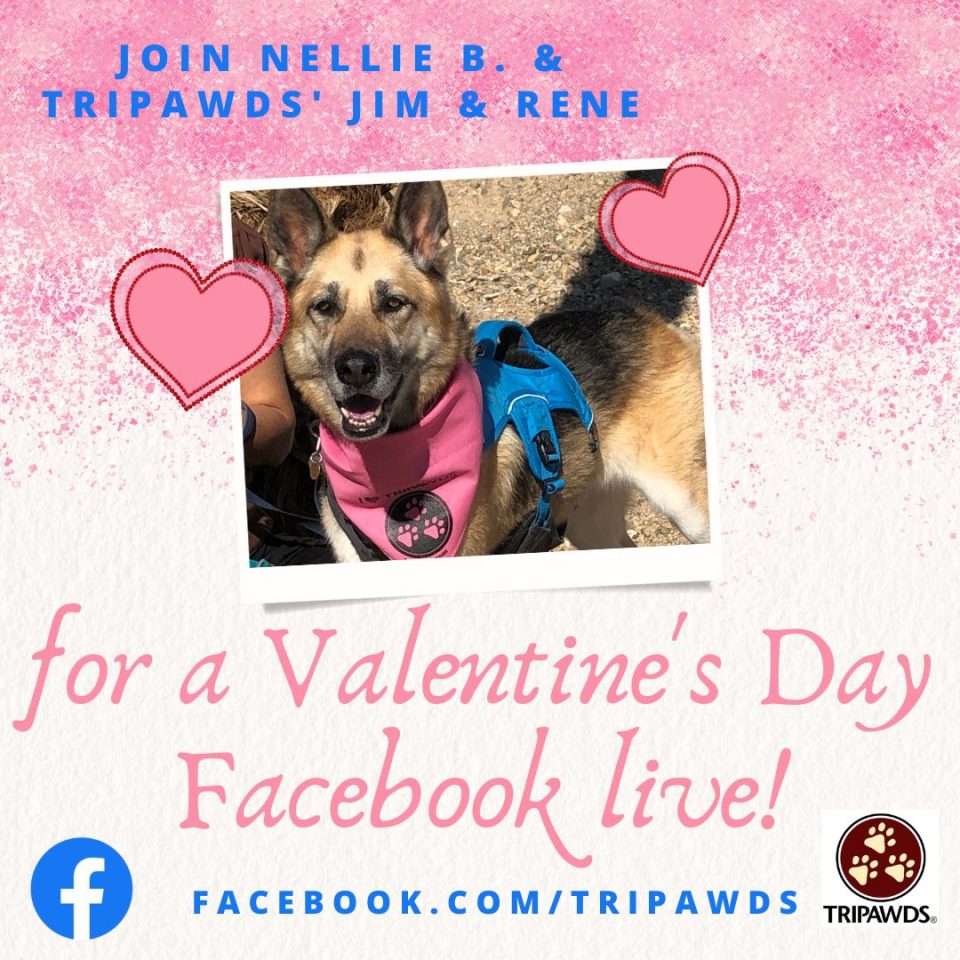 Tripawds Valentines Day Facebook Live