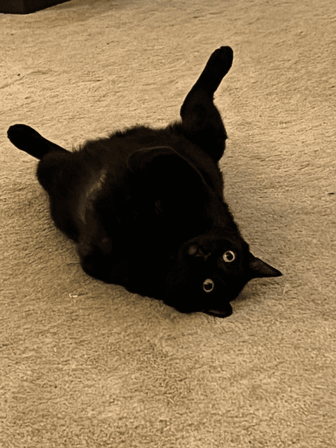Castiel the three-legged cat