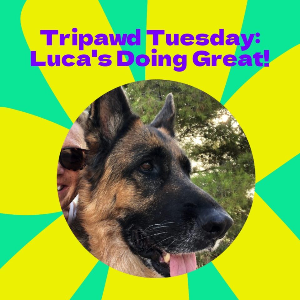 Tripawd Tuesday Luca's Loving Life Two Years After Amputation Surgery