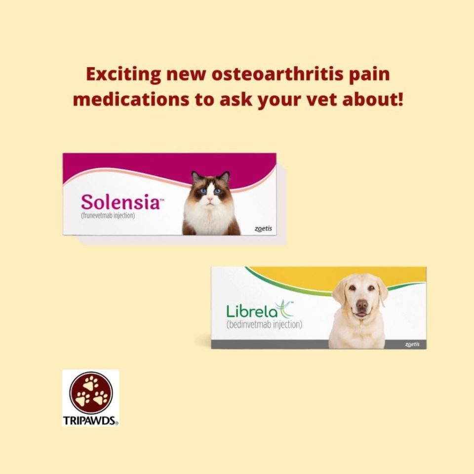 A New Tripawd Arthritis Pain Medication (NSAID Alternative) Tripawds