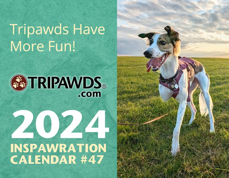 Tripawds 2024 three legged dog and cat calendar 47