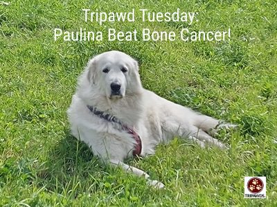 Tripawd Tuesday, Paulina Pyrenees Tripawd Beats Bone Cancer Odds