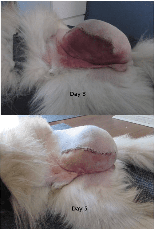 dog amputation incision 
