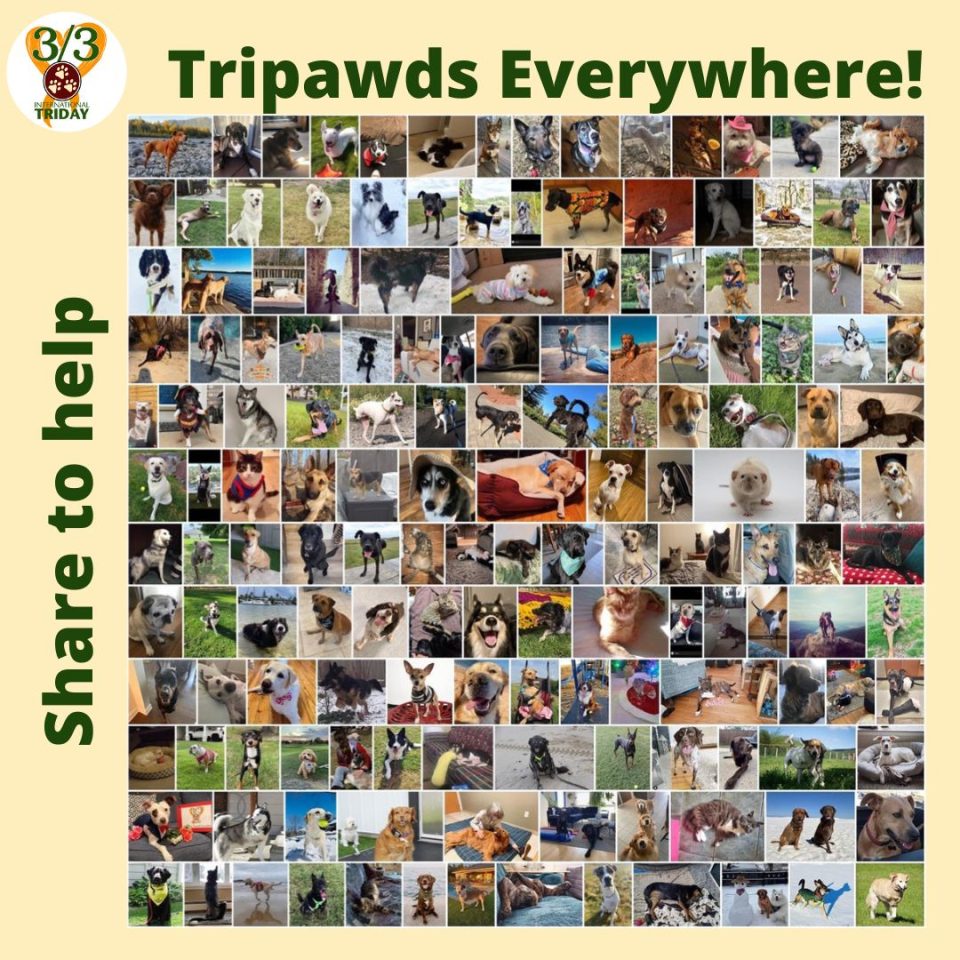 Share and help Tripawd dogs and cats on Triday 2024