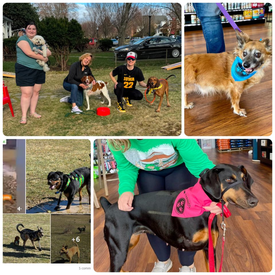Tripawd Awareness Day and Month Parties 2024