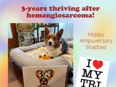 Tripawd Tuesday Shadow Hemangiosarcoma 3 year ampuversary