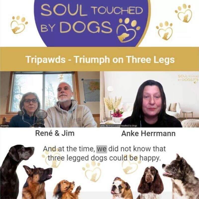 Tripawds and Soul Touched By Dogs talks about caring and loving amputee canines.