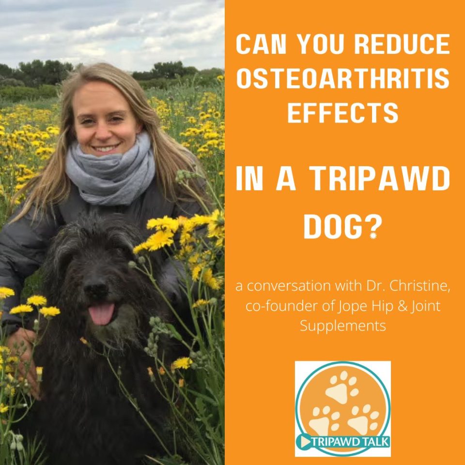 Tripawd Talk discusses the best way to help a Tripawd with osteoarthritis