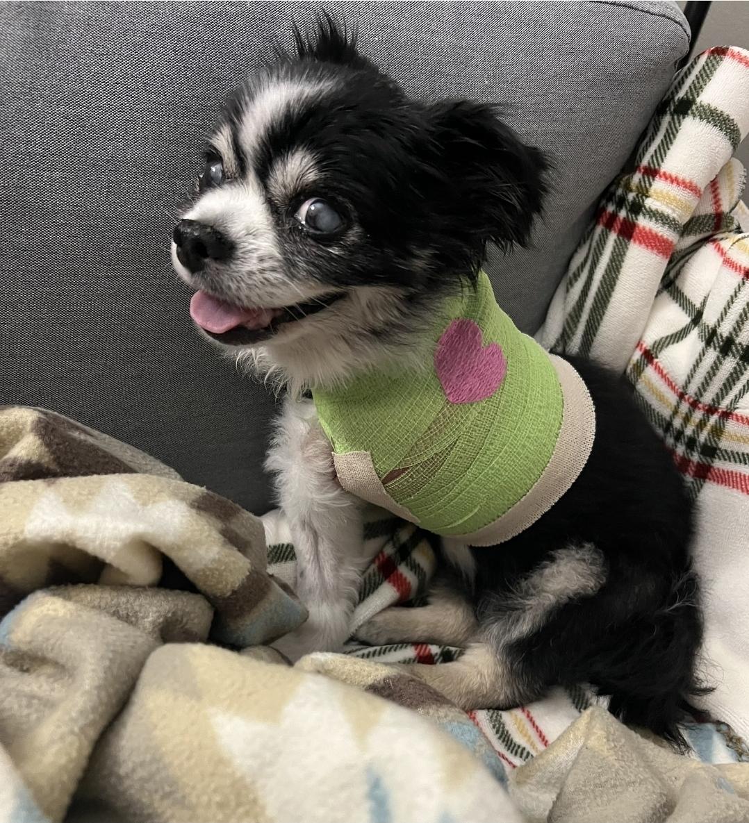 Senior Tripawd Boba during recovery