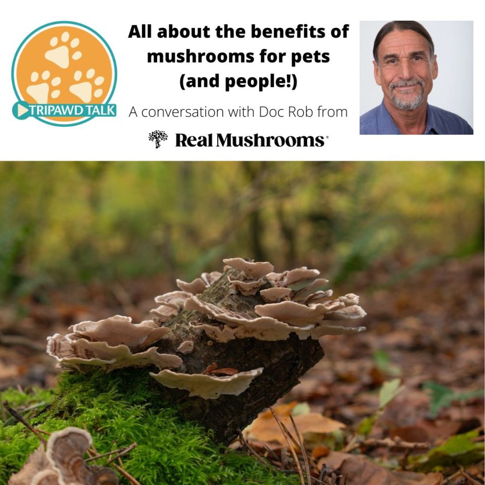 Tripawd Talk share the benefits of mushrooms for pet health with Doc Rob from Real Mushrooms