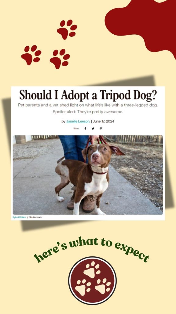 Should you adopt a Tripawd dog story image