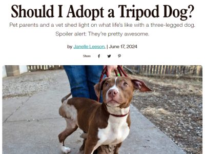 Should you adopt a three-legged dog?