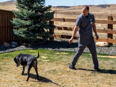 Dr. Chris examining tripawd quality of life for three-legged dog