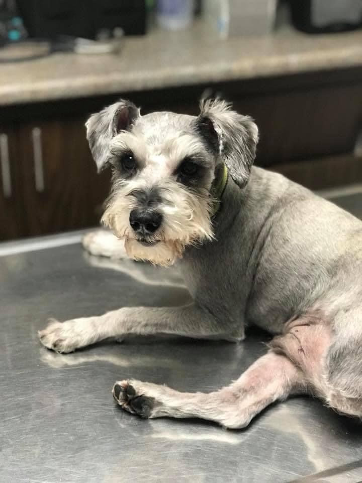 Post amputation Tripawd Mini Schnauzer Piper (Image: Kelly Mullins)