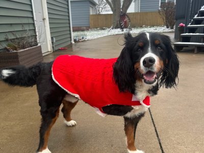 Three Legged Mini Bernese Mountain Dog Rex