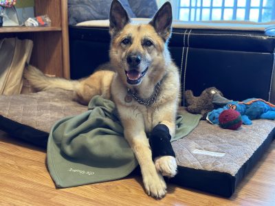 Nellie tries the Komfy K9 Bed for Tripawd Dogs