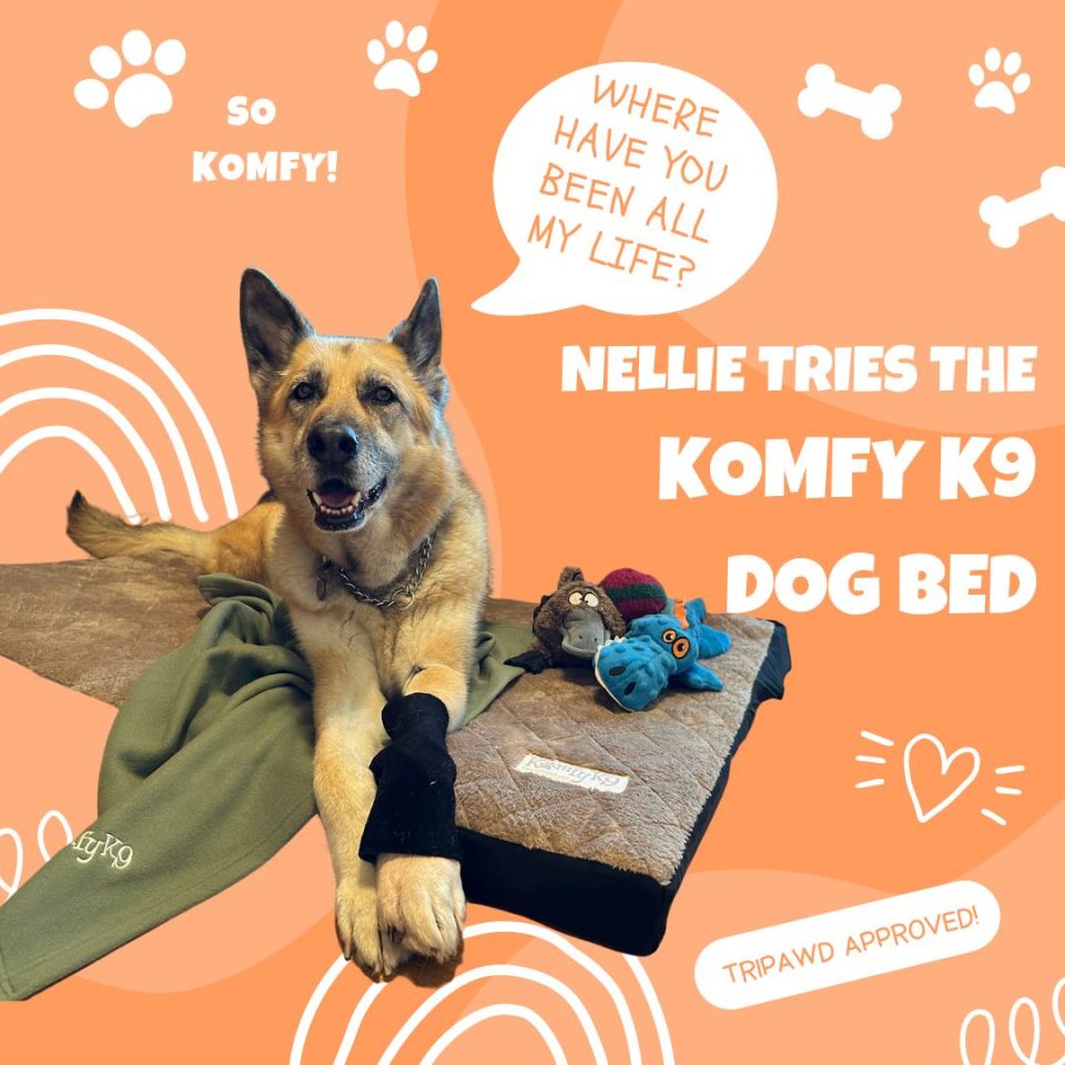 Nellie tests the Komfy K9 dog bed for Tripawds and all dogs