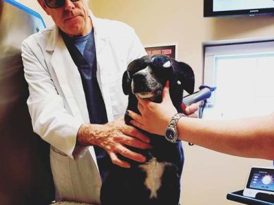 Tripawd Shasta gets veterinary pain specialty help