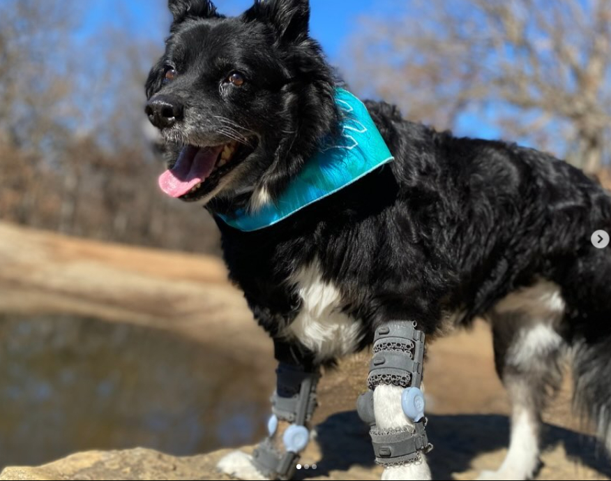 Tripawd Kalina in Wimba carpus support braces