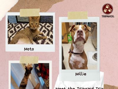 Tripawd Trio Millie Marbles Moto