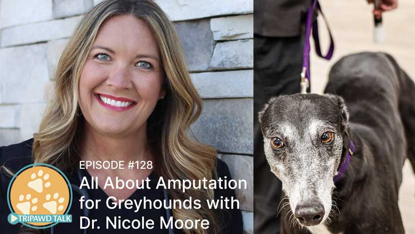 Dr. Nicole Moore discusses amputation surgery for Greyhounds