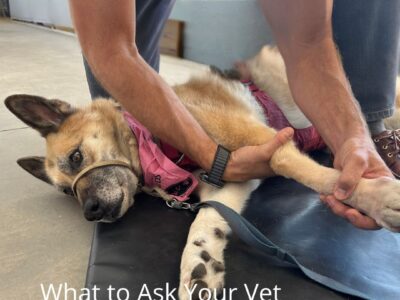 The top questions pet parents have about amputation for dogs and cats