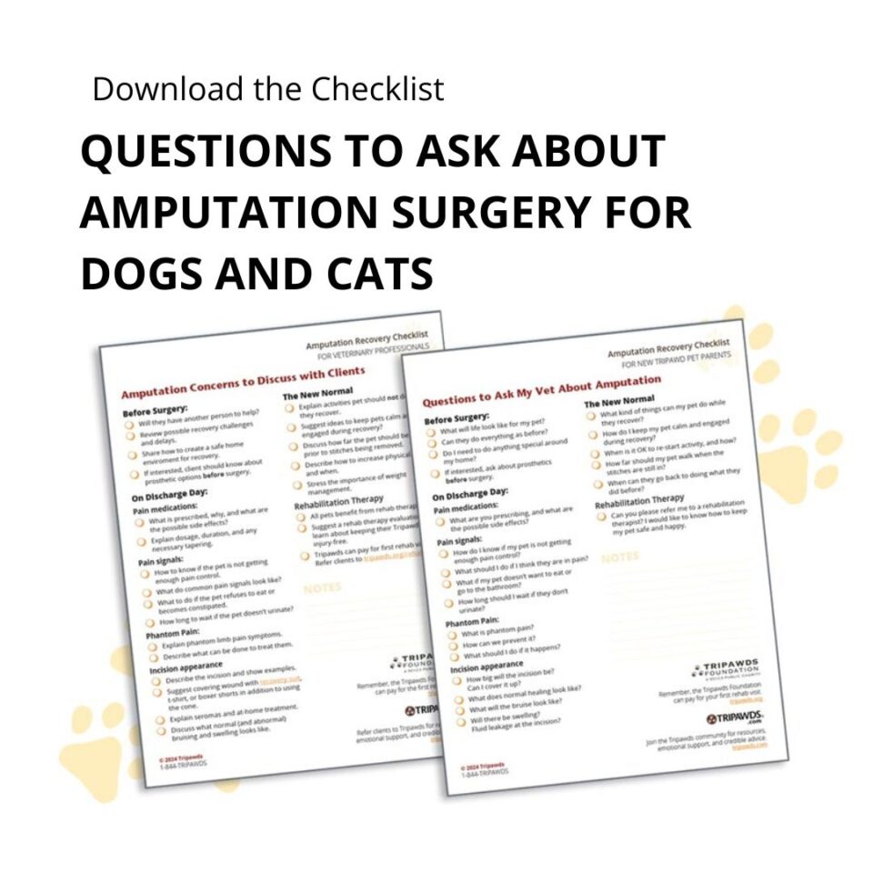 Checklist of questions to ask your vet about amputation surgery for dogs and cats