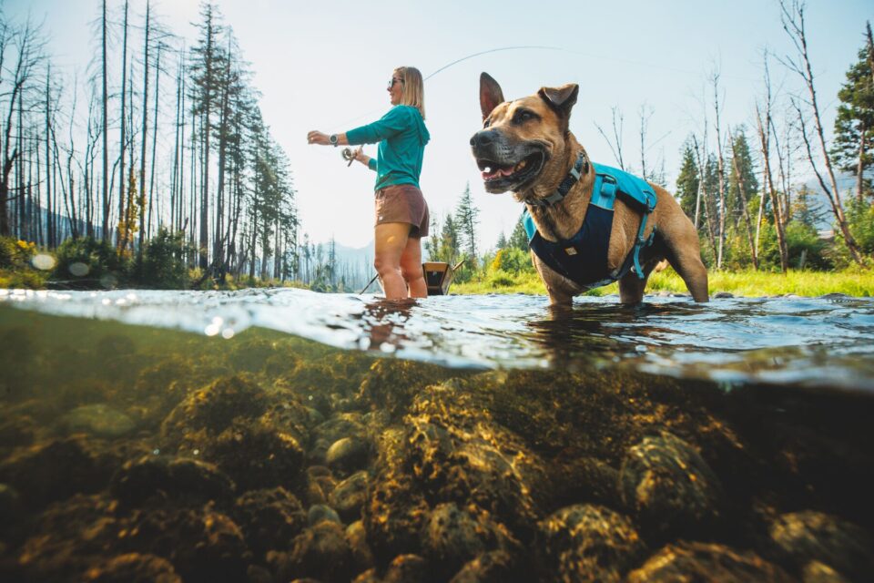 Tapeats Tripawd Tests  Ruffwear Confluence Dog Life Jacket