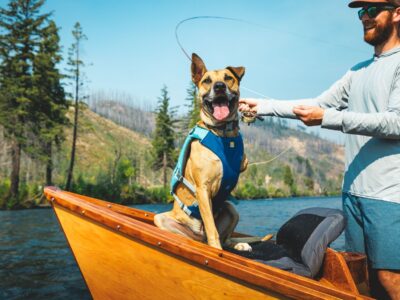 Tapeats Tripawd Tests Ruffwear Confluence Dog Life Jacket