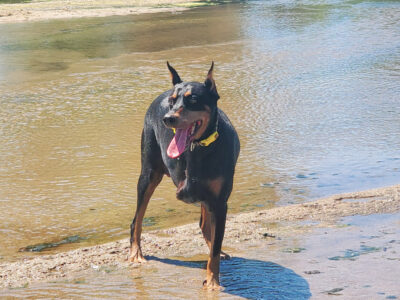 Sasha the Determined Tripawd Doberman