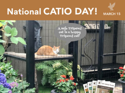 Catios Keep Tripawd Cats Safe