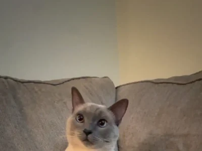 Tripawd Mochi