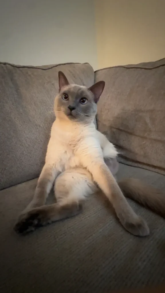 Tripawd Mochi