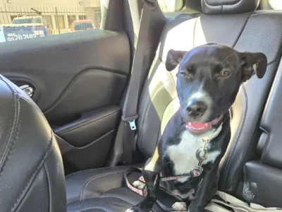 Tripawd Sookie